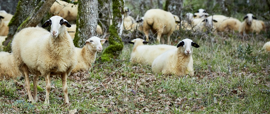 Paturage et risque incendie